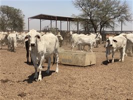 700  Brahman Heifers