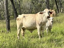 760  Brangus X Brahman Cows & Calves