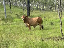 760  Brangus X Brahman Cows & Calves