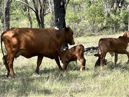 120  Santa Gertrudis X Cows & Calves