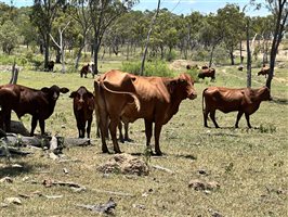 120  Santa Gertrudis X Cows & Calves