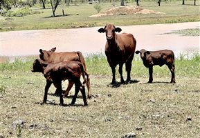 120  Santa Gertrudis X Cows & Calves