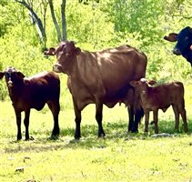 120  Santa Gertrudis X Cows & Calves