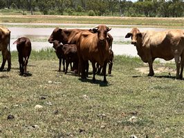 120  Santa Gertrudis X Cows & Calves