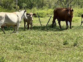 120  Santa Gertrudis X Cows & Calves