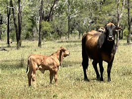 120  Santa Gertrudis X Cows & Calves