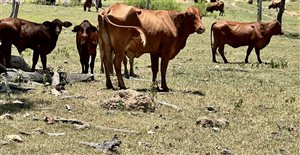 120  Santa Gertrudis X Cows & Calves