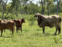 120  Santa Gertrudis X Cows & Calves