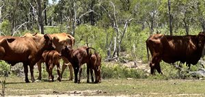 120  Santa Gertrudis X Cows & Calves