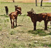 120  Santa Gertrudis X Cows & Calves