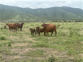 171  Santa Gertrudis Cows & Calves