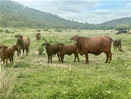 171  Santa Gertrudis Cows & Calves