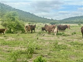 171  Santa Gertrudis Cows & Calves