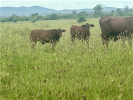 171  Santa Gertrudis Cows & Calves