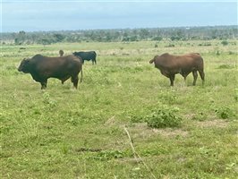 171  Santa Gertrudis Cows & Calves