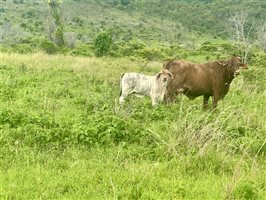 171  Santa Gertrudis Cows & Calves