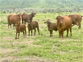 171  Santa Gertrudis Cows & Calves