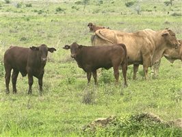 171  Santa Gertrudis Cows & Calves