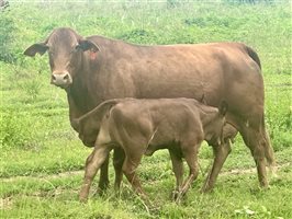 171  Santa Gertrudis Cows & Calves