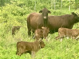 171  Santa Gertrudis Cows & Calves