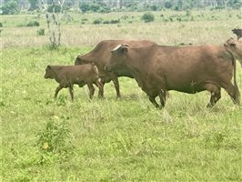 171  Santa Gertrudis Cows & Calves