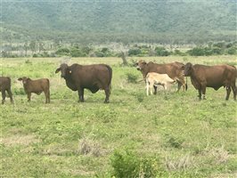 171  Santa Gertrudis Cows & Calves