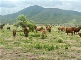 171  Santa Gertrudis Cows & Calves