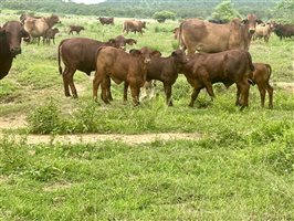 171  Santa Gertrudis Cows & Calves