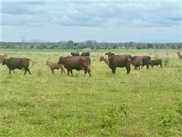 171  Santa Gertrudis Cows & Calves