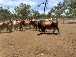 85  Brahman Cows & Calves