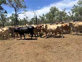 85  Brahman Cows & Calves