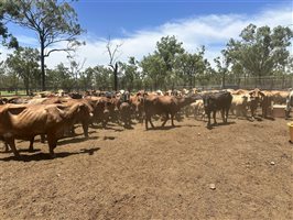 85  Brahman Cows & Calves