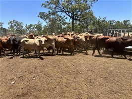 85  Brahman Cows & Calves