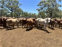 85  Brahman Cows & Calves