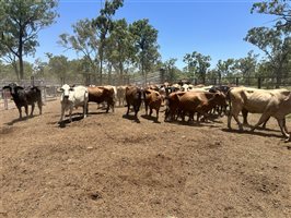 85  Brahman Cows & Calves