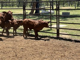 85  Brahman Cows & Calves