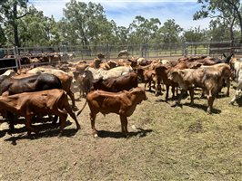 85  Brahman Cows & Calves