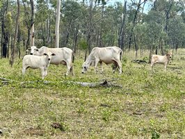 80  Brahman Cows & Calves