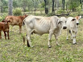 80  Brahman Cows & Calves