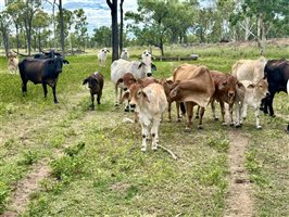 80  Brahman Cows & Calves