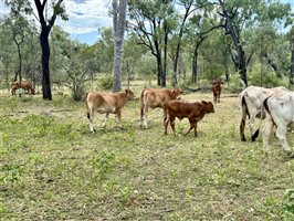 80  Brahman Cows & Calves