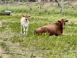 80  Brahman Cows & Calves