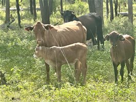 80  Brahman Cows & Calves