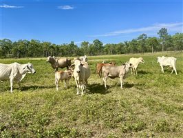 80  Brahman Cows & Calves