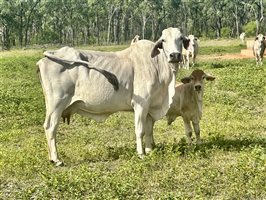 80  Brahman Cows & Calves