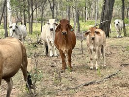 80  Brahman Cows & Calves