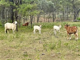 80  Brahman Cows & Calves