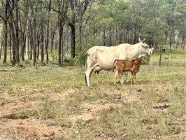 80  Brahman Cows & Calves