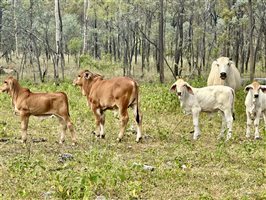 80  Brahman Cows & Calves