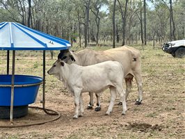 80  Brahman Cows & Calves